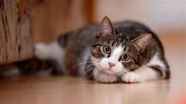 المرض الصامت .. أعراض مرض احتباس البول عند القطط في الشتاء   النهار